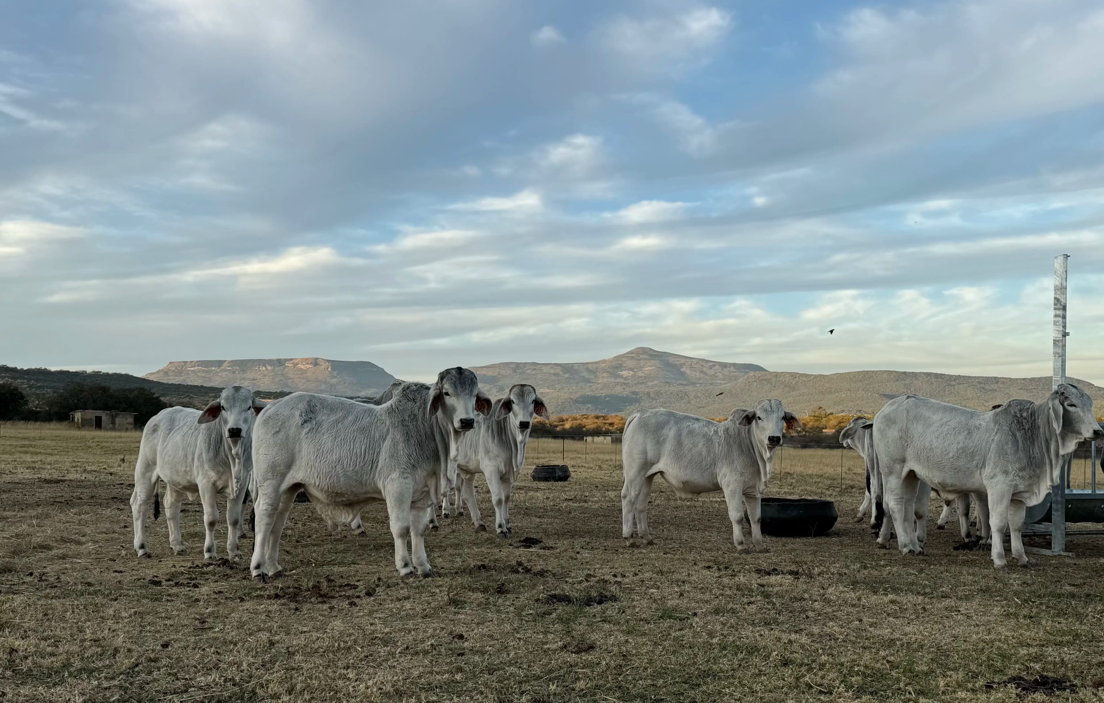 Cattle standing in a South African field